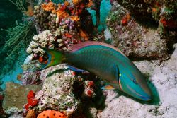 Stoplight Parrotfish and coral. Taken off Aruba. Nikonos ... by Matthew Shanley 